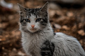 Shallow Focus Photography of Short-coated White and Black Cat