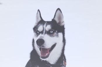 shallow focus photography of Siberian husky