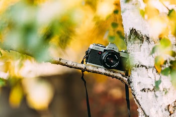 Shallow Focus Photography of Silver and Black Dslr Camera on Brown Trunk