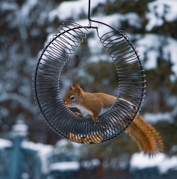 Shallow Focus Photography of Squirrel