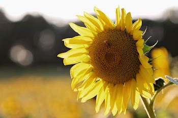 Shallow Focus Photography of Sunflower With Bee