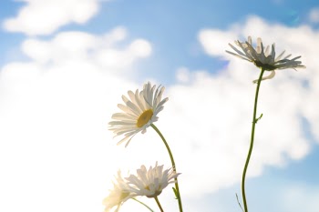Shallow Focus Photography of Three White Daisies