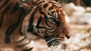 shallow focus photography of tiger