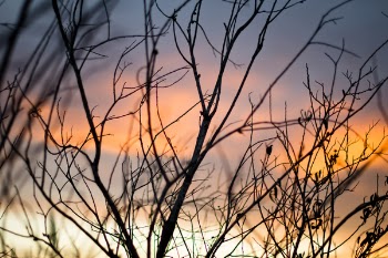 Shallow Focus Photography Of Tree Branches