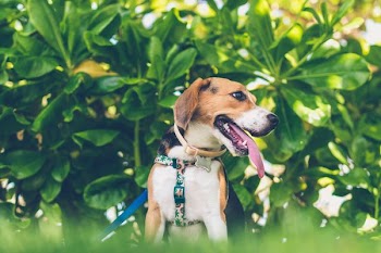 shallow focus photography of tricolor dog