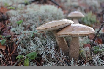 shallow focus photography of two brown mushrooms
