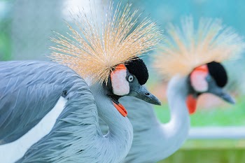 Shallow Focus Photography of Two Crowned Crane