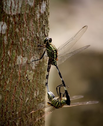 Shallow Focus Photography of Two Green Dragonflies