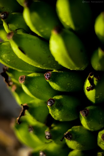 Shallow Focus Photography of Unripe Bananas
