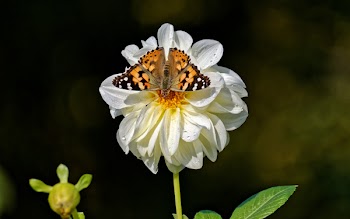 Shallow Focus Photography of Vanessa Atalanta Butterfly on White Flower