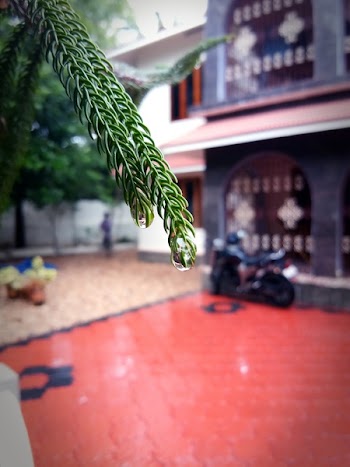 Shallow Focus Photography of Water Droplets on Tip of Plant