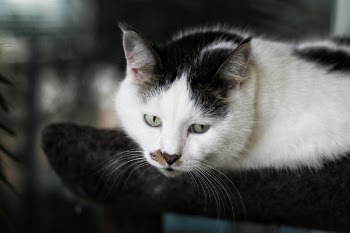 Shallow Focus Photography of White and Black Cat