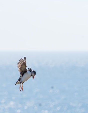 shallow focus photography of white and brown bird