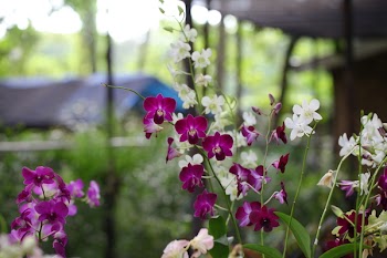 Shallow Focus Photography of White and Pink Flowers