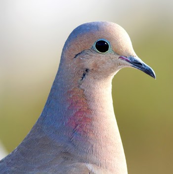 Shallow Focus Photography of White Blue and Orange Bird