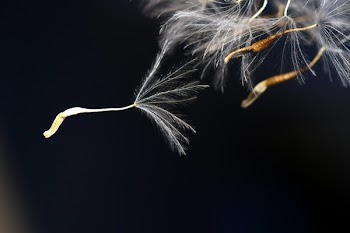 Shallow Focus Photography of White Dandelion