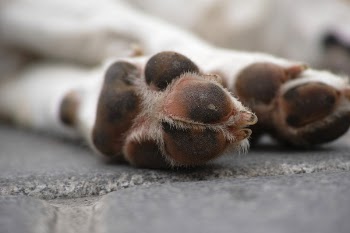 Shallow Focus Photography of White Dog's Paws