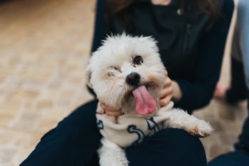 Shallow Focus Photography of White Dog Holding by Person Wearing Black Coat