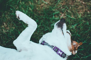 Shallow Focus Photography of White Dog Lying on Green Grass