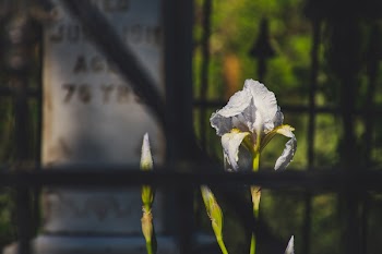 Shallow Focus Photography of White Flower