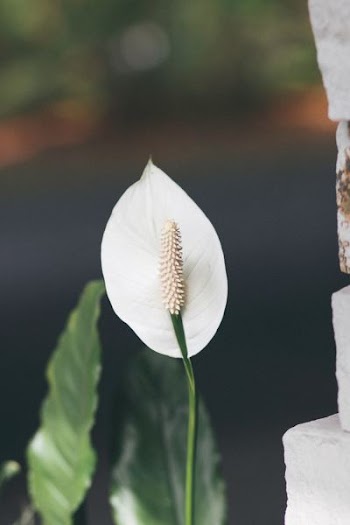 shallow focus photography of white flower