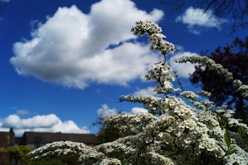 Shallow Focus Photography of White Flowers