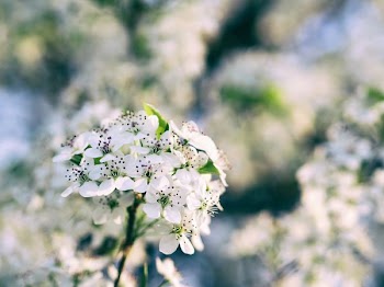 shallow focus photography of white flowers