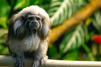 Shallow Focus Photography of White Monkey