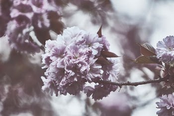 shallow focus photography of white petal flowers
