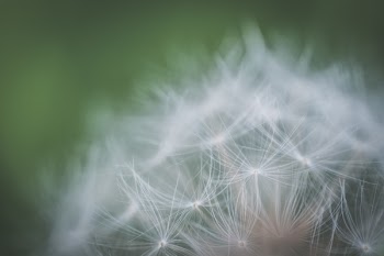 Shallow Focus Photography of White Petaled Flower