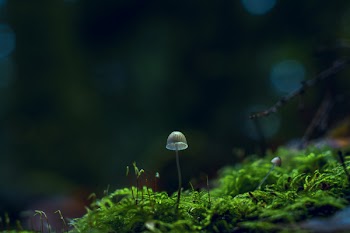 Shallow Focus Photography of White Plant