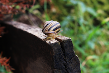 Shallow Focus Photography of Yellow and Black Snail