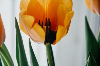 Shallow Focus Photography of Yellow Flower