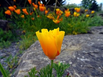 Shallow Focus Photography of Yellow Flower