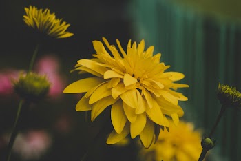 Shallow Focus Photography of Yellow Flowers
