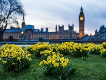 shallow focus photography of yellow flowers in grass field