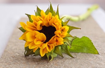 Shallow Focus Photography of Yellow Sunflower