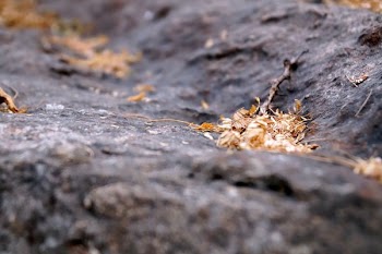 shallow focus photography on dry leaves on rock formation