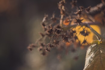 Shallow Photo of Dry Leaves