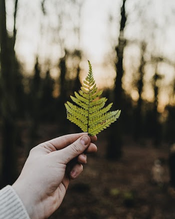 Shallow Photo of Green Leaf