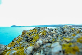 Shallow Photo of Rock Covered With Moss