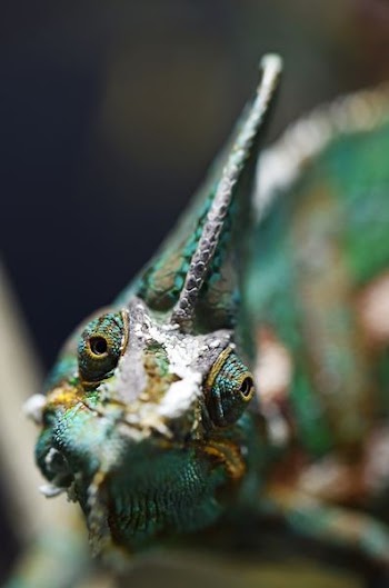 shallow photo of teal and gray fish