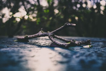 Shallow Photo of Tree Branch