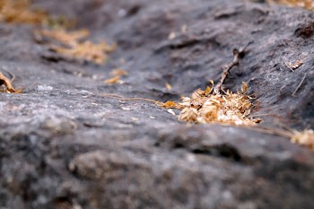 Shallow Photo of Withered Leaves