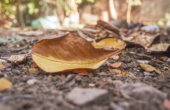 Shallow Photography Of Dry Leaves