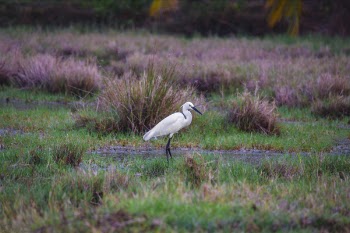 Shallow Photography of Great Egret