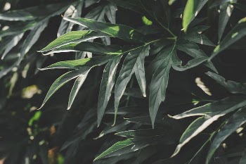 Shallow Photography of Green Leaves