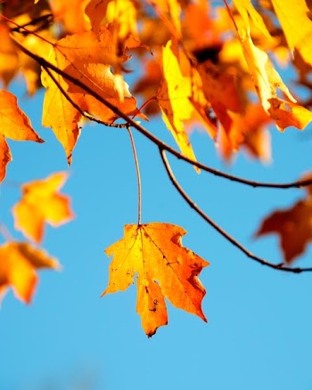shallow photography of maple leaf
