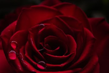 shallow photography of rose
