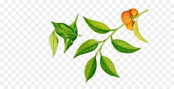 Shampoo Bathing Child Shower gel Goods - planta verde laranja 